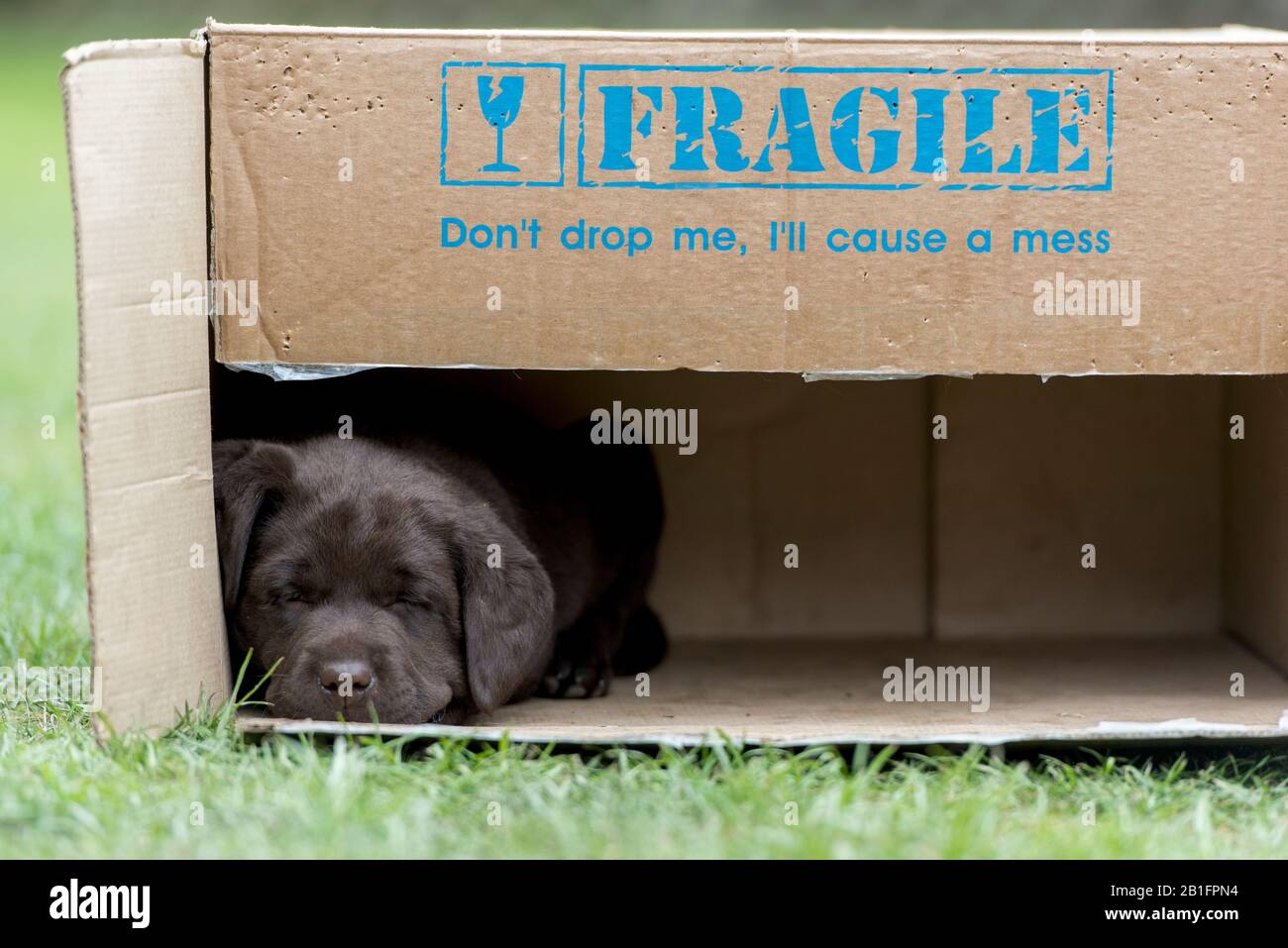 Sieben Wochen alte Schokolade Labrador Welpen schlafen in einem Karton Stockfoto