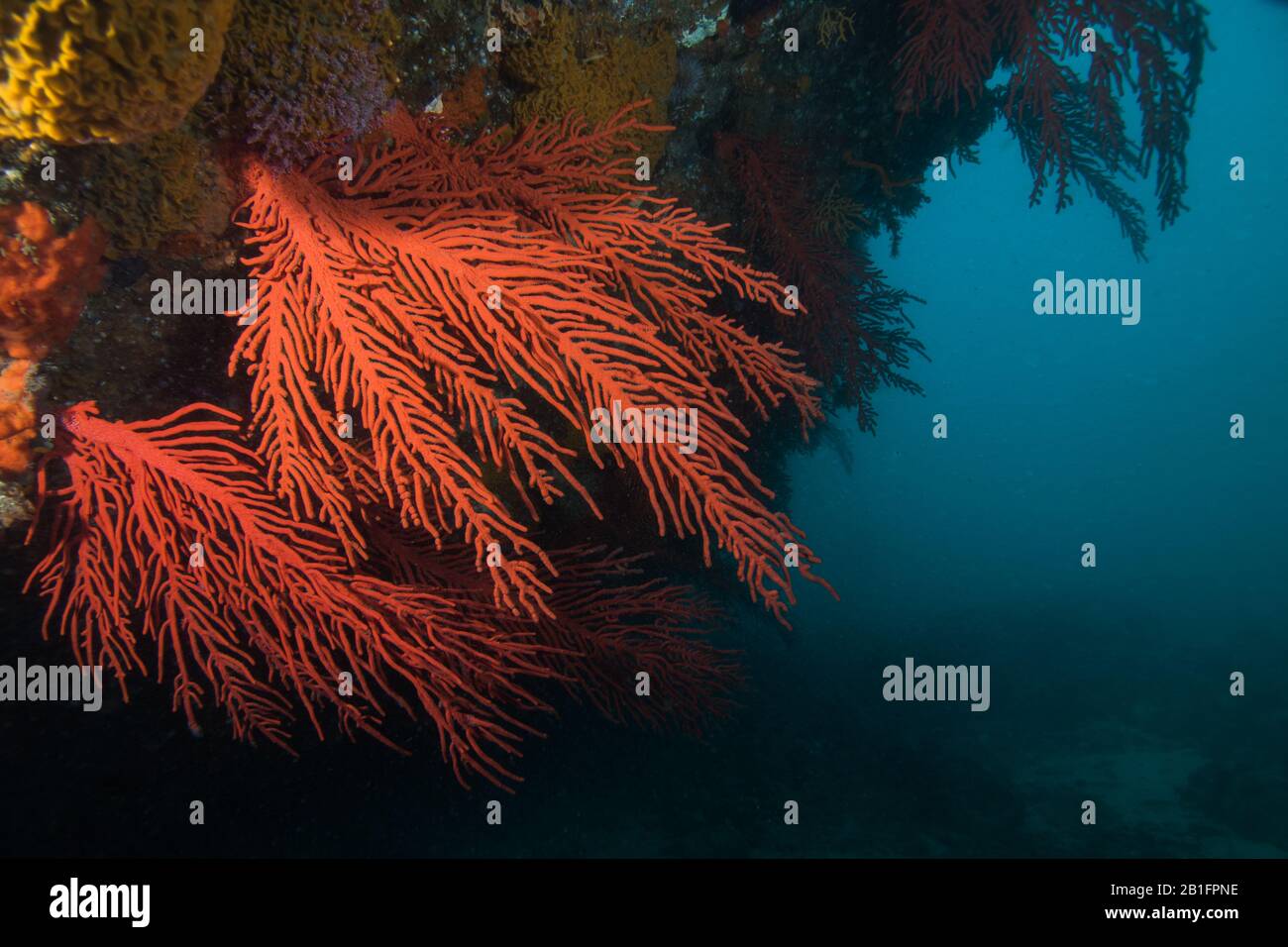 Große rote Palmate-Seefans (Leptogoria palma) wachsen seitlich aus dem Riff. Stockfoto