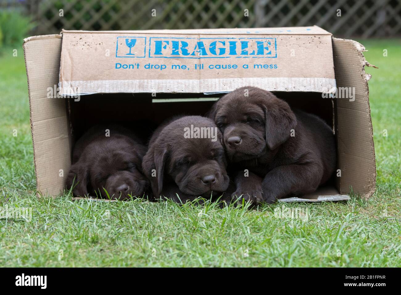 Sieben Wochen alte Schokolade Labrador Welpen schlafen in einem Karton Stockfoto
