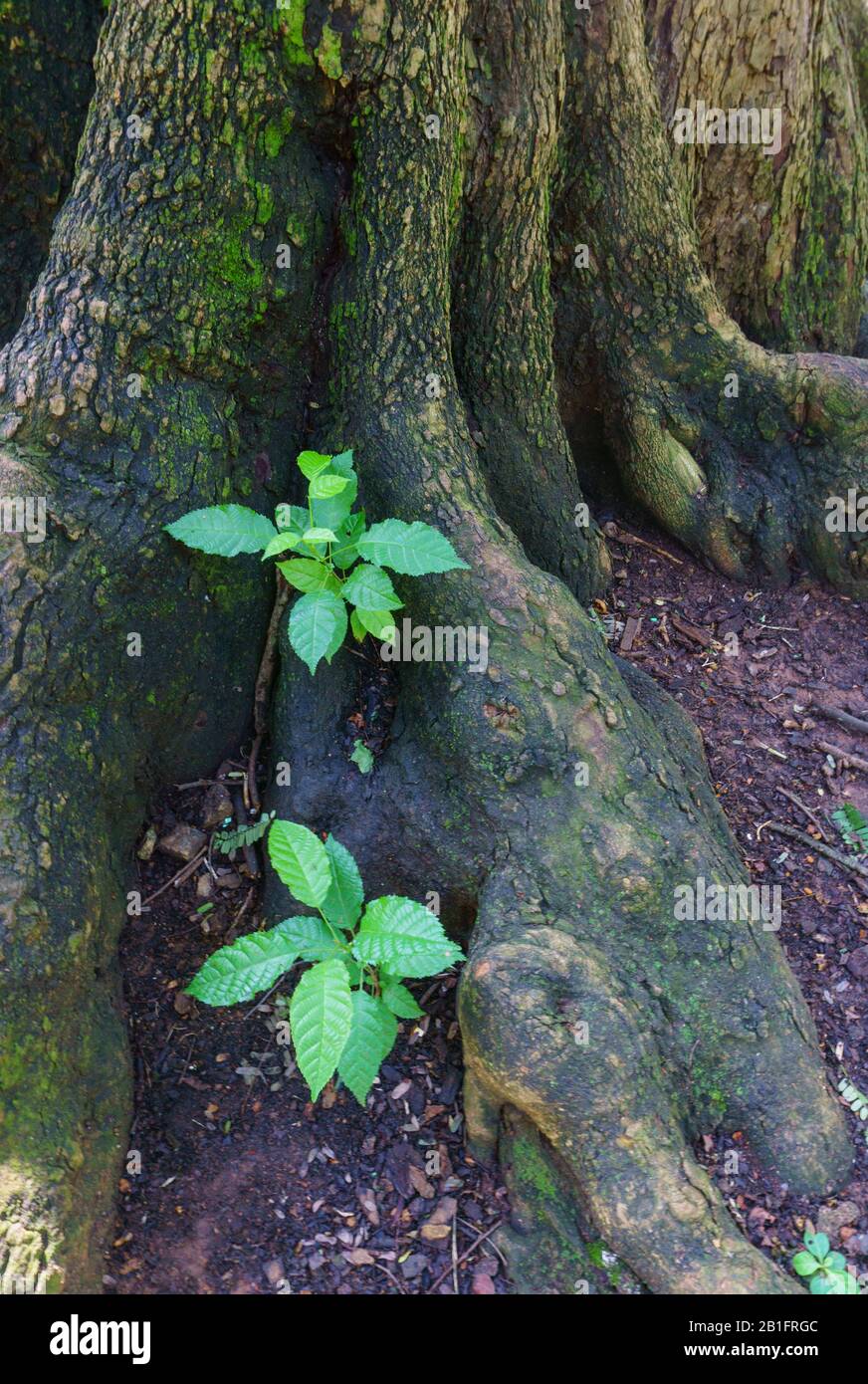Kleine Pflanzen, die in der Nähe der Wurzeln eines großen Baumes wachsen - fotografiert im Cubbon Park (Bangalore, Indien) Stockfoto