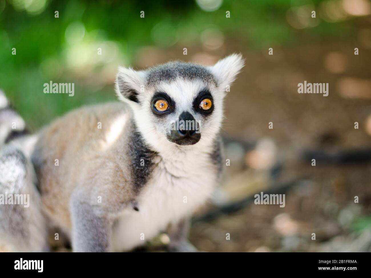 Close-up Portrait von Lemur catta (Ring tailed Lemur) Stockfoto