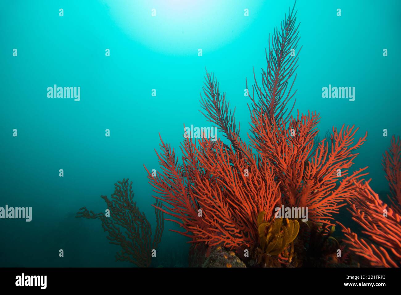 Die Seefans von Red Palmate (Leptogoria palma) bedecken einen Felsen mit Sonnenlicht, der durchscheint. Stockfoto