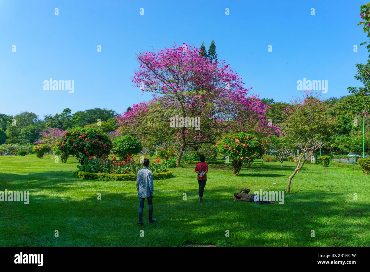 Besucher entspannen sich im gepflegten Garten des Cubbon Park in Bangalore (Indien). Im Hintergrund sieht man einen schönen blühenden Baum. Stockfoto