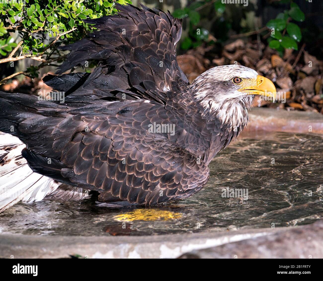 Glatt-Adler-Nahprofilansicht, Baden im Wasser mit Spritzwasser und zeigen braune Federn mit Laubenhintergrund. Stockfoto