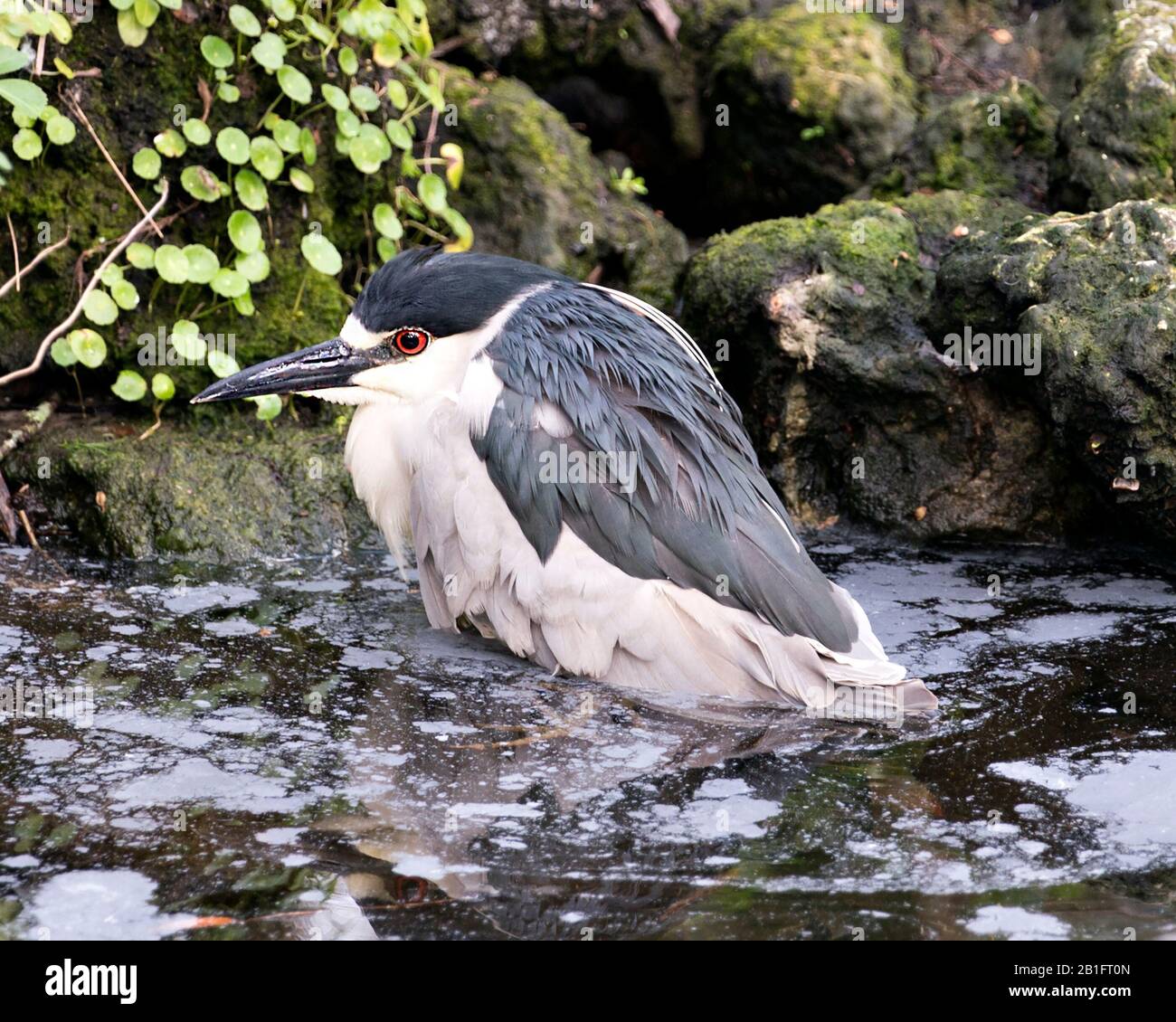 Schwarz-bekrönter Nacht-Heron-Nahprofil-Blick Baden im Wasser mit Laub- und Moos-Felsenhintergrund in seiner Umgebung und Umgebung. Stockfoto