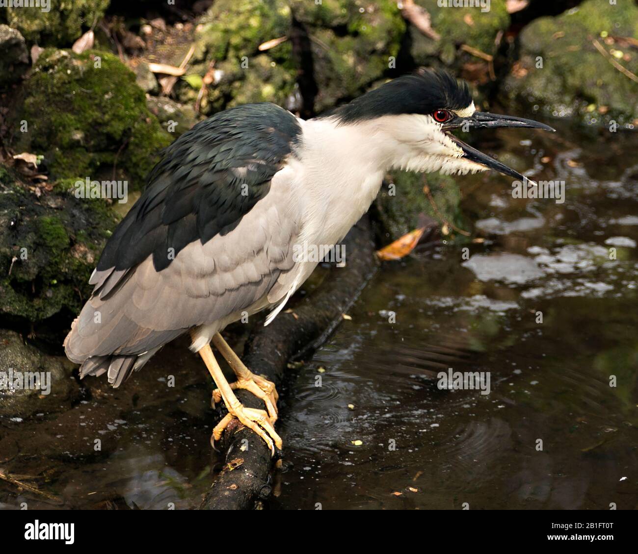 Schwarz-bekrönte Nahansicht von Heron in Umgebung und Umgebung Stockfoto