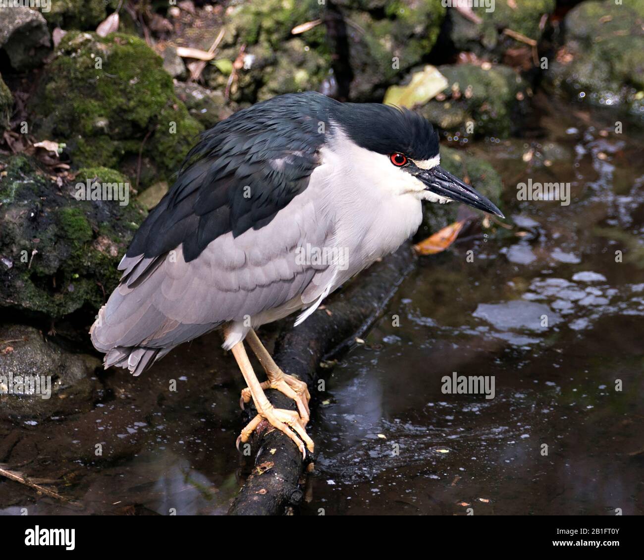 Schwarz-bekrönte Nahansicht von Heron in Umgebung und Umgebung Stockfoto
