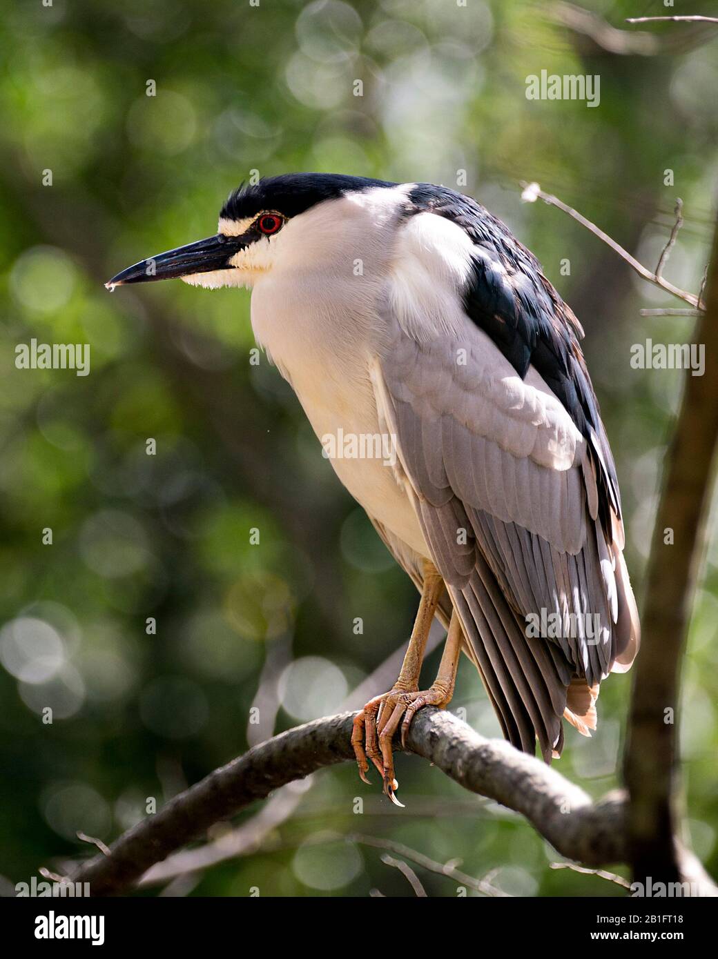 Schwarz-bekrönter Nachtheron-Nahprofil mit einem bokehen Hintergrund in seiner Umgebung und Umgebung. Stockfoto