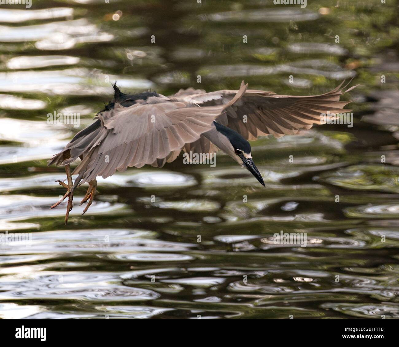 Schwarz-bekrönte Nachtheron-Nahaufnahme-Profilansicht, die mit ihren ausgebreiteten Flügeln über dem Wasser in seiner Umgebung und Umgebung fliegt Stockfoto