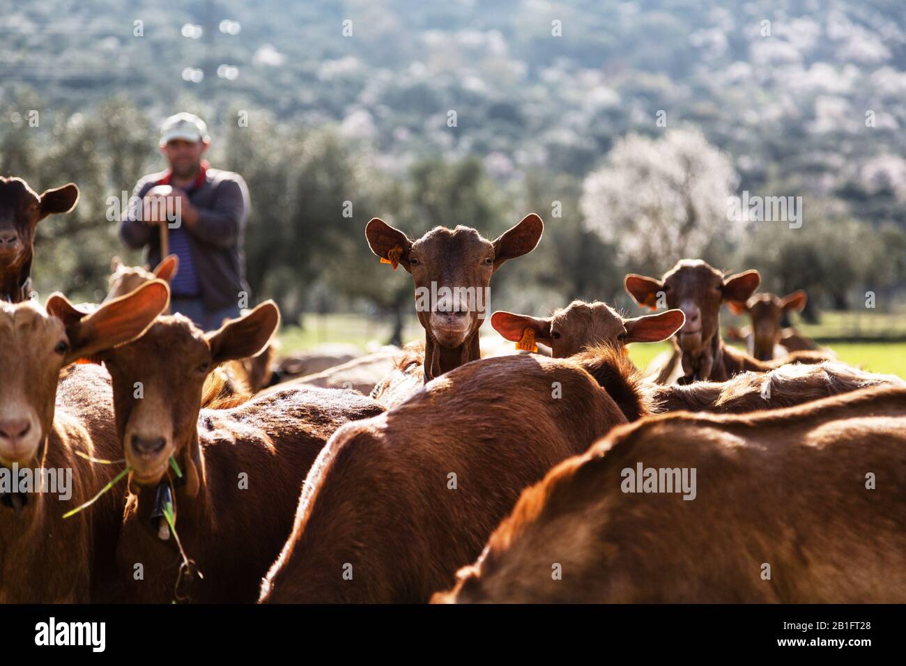 Ein Ziegenhirte neigt seinen Stamm neugieriger Ziegen in Andalucia Stockfoto