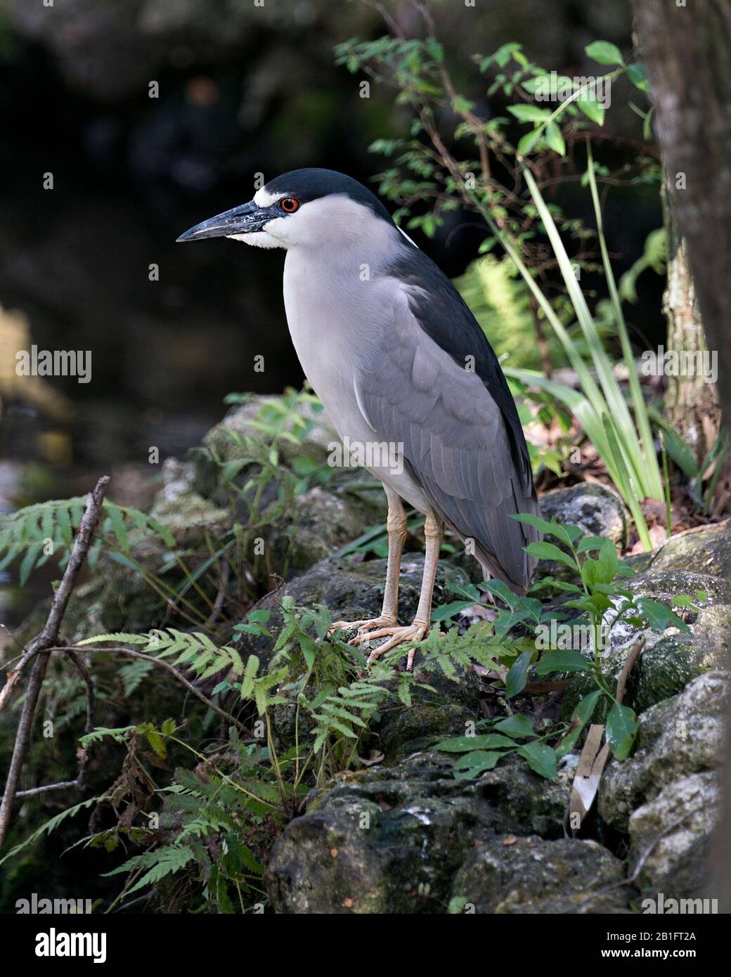 Schwarz-bekrönter Nachtheron-Nahprofil mit einem bokehen Hintergrund in seiner Umgebung und Umgebung. Stockfoto