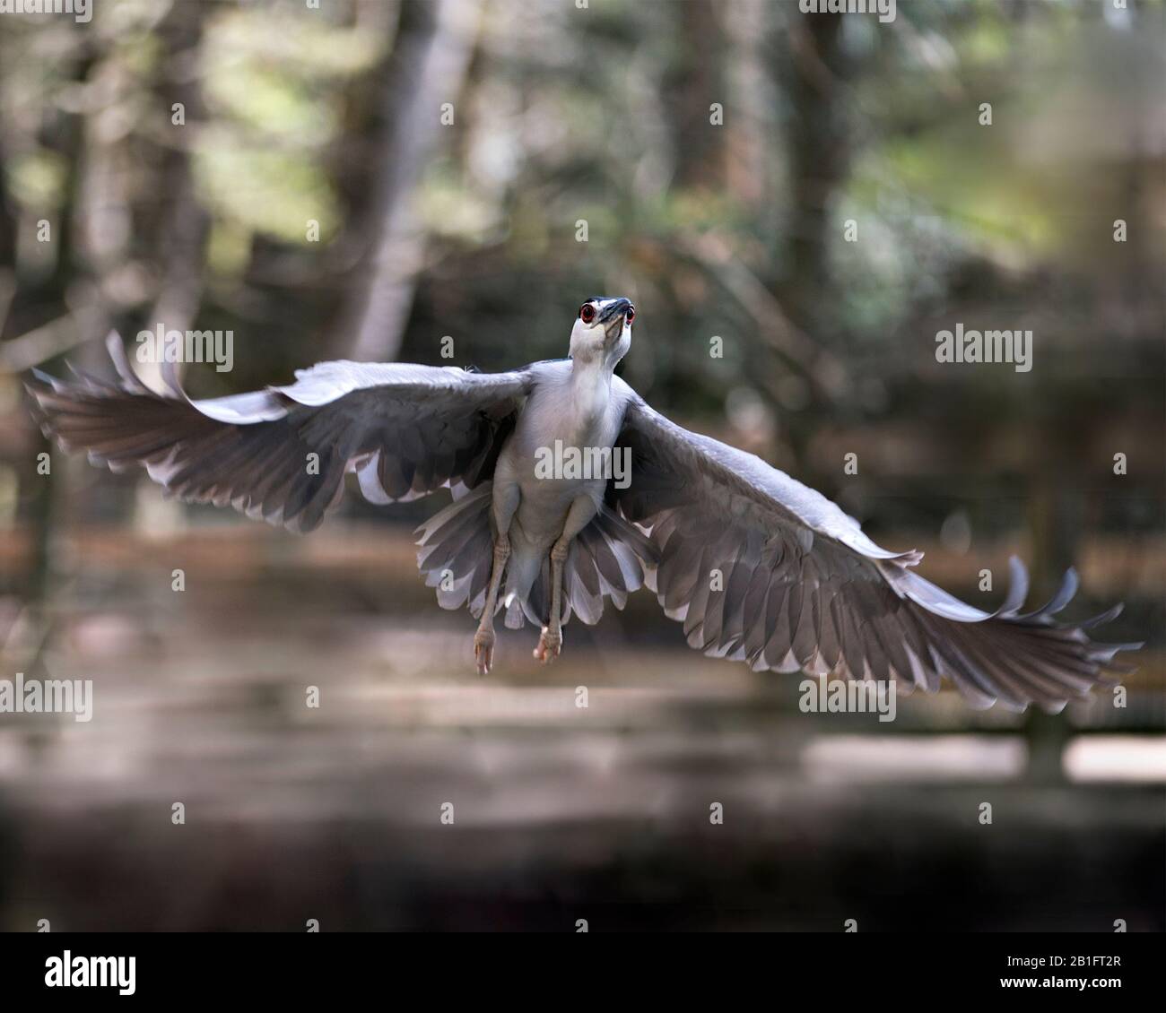 Schwarz-bekrönte Nachtheron-Nahaufnahme-Profilansicht, die mit einem bokehen Hintergrund in ihrer Umgebung und Umgebung fliegt. Stockfoto