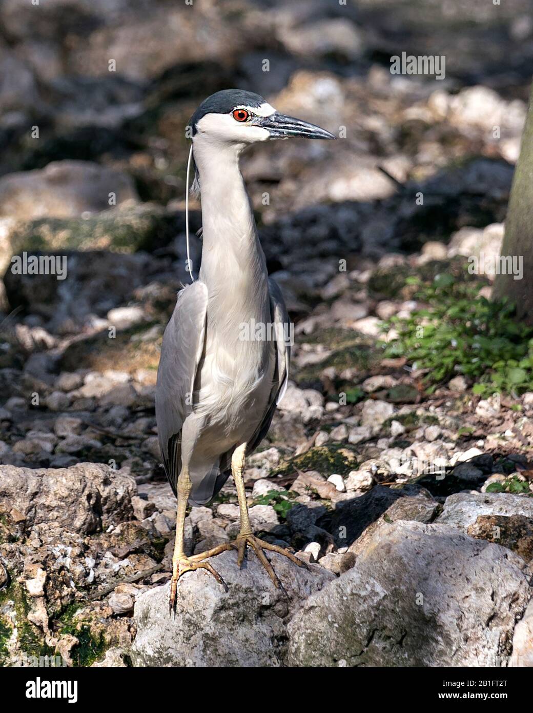 Schwarz-bekrönter Nacht-Heron-Nahprofil-Blick auf einen Felsen, der seine Federn und roten Augen in seiner Umgebung und Umgebung zeigt. Stockfoto