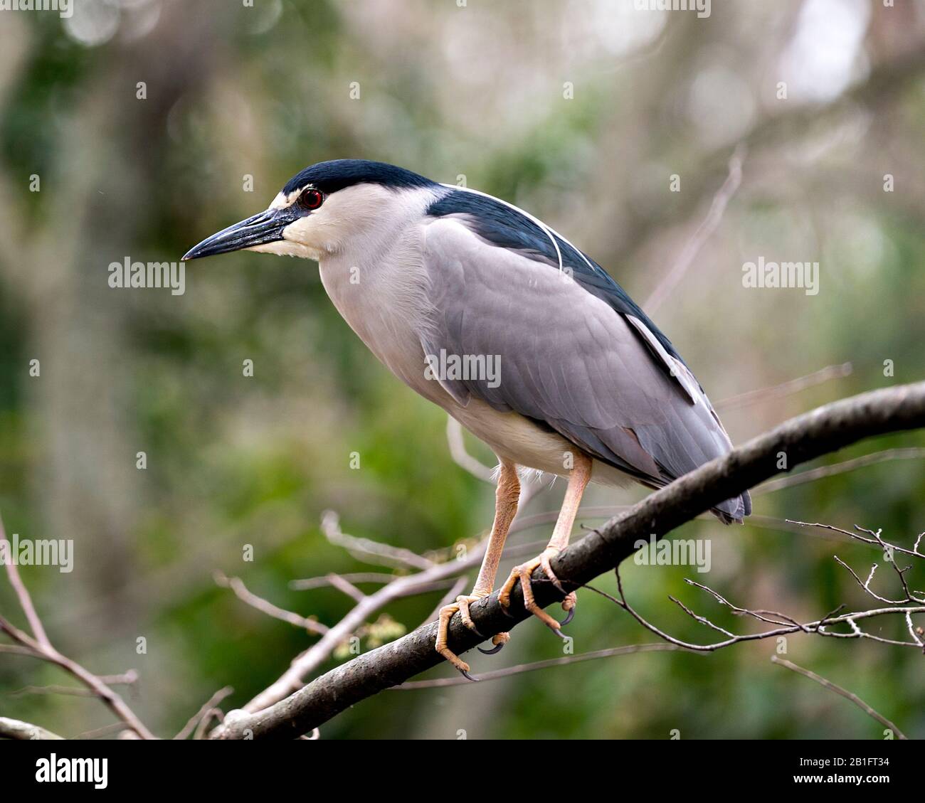 Schwarz-bekrönter Nachtheron-Nahprofil mit einem bokehen Hintergrund in seiner Umgebung und Umgebung. Stockfoto