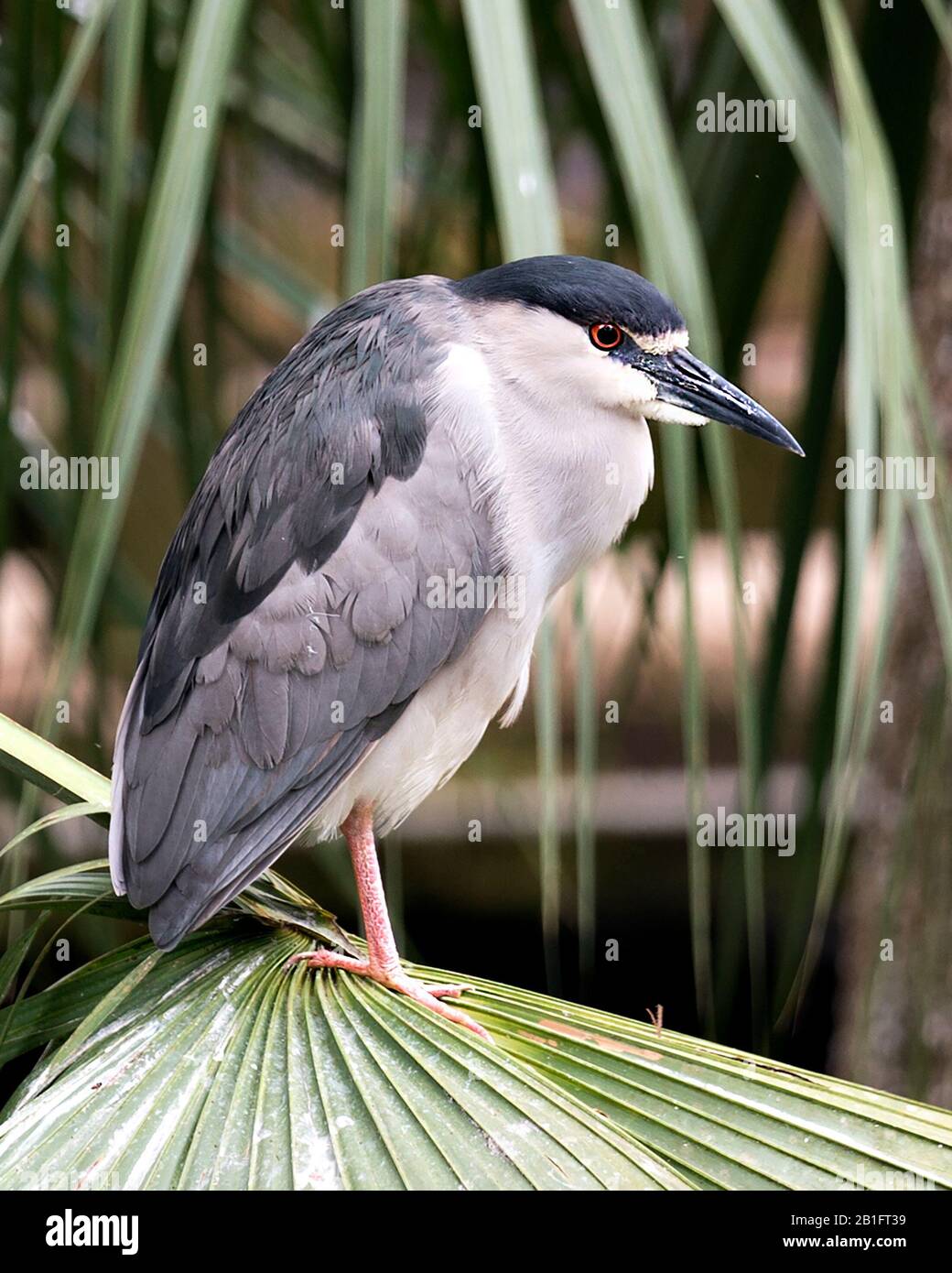 Schwarz-bekrönte Nahansicht von Heron in Umgebung und Umgebung Stockfoto