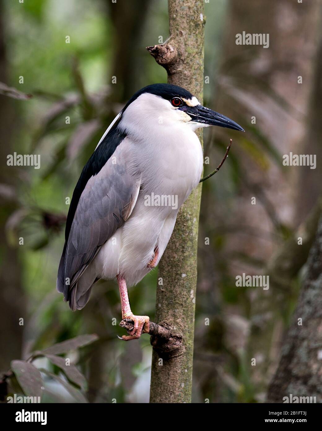 Schwarz-bekrönter Nachtheron-Nahprofil mit einem bokehen Hintergrund in seiner Umgebung und Umgebung. Stockfoto