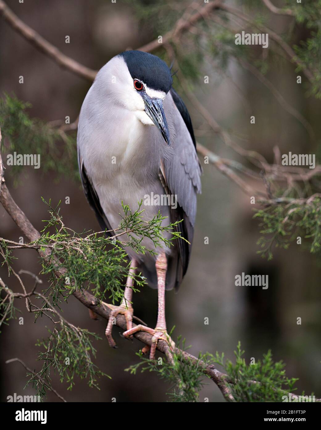 Schwarz-bekrönter Nachtheron-Nahprofil mit einem bokehen Hintergrund in seiner Umgebung und Umgebung. Stockfoto