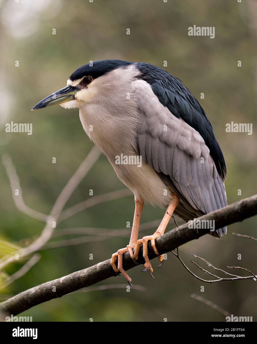 Schwarz-bekrönter Nachtheron-Nahprofil mit einem bokehen Hintergrund in seiner Umgebung und Umgebung. Stockfoto