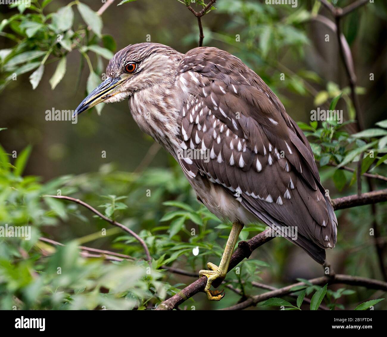 Schwarz-bekrönte Nachtheron Jugendvogel-Nahaufnahme-Profilansicht in Umgebung und Umgebung. Stockfoto