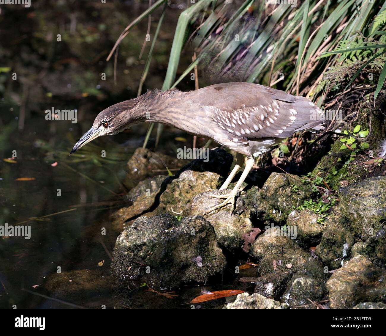 Schwarz-bekrönte Nachtheron Jugendvogel-Nahaufnahme-Profilansicht in Umgebung und Umgebung. Stockfoto