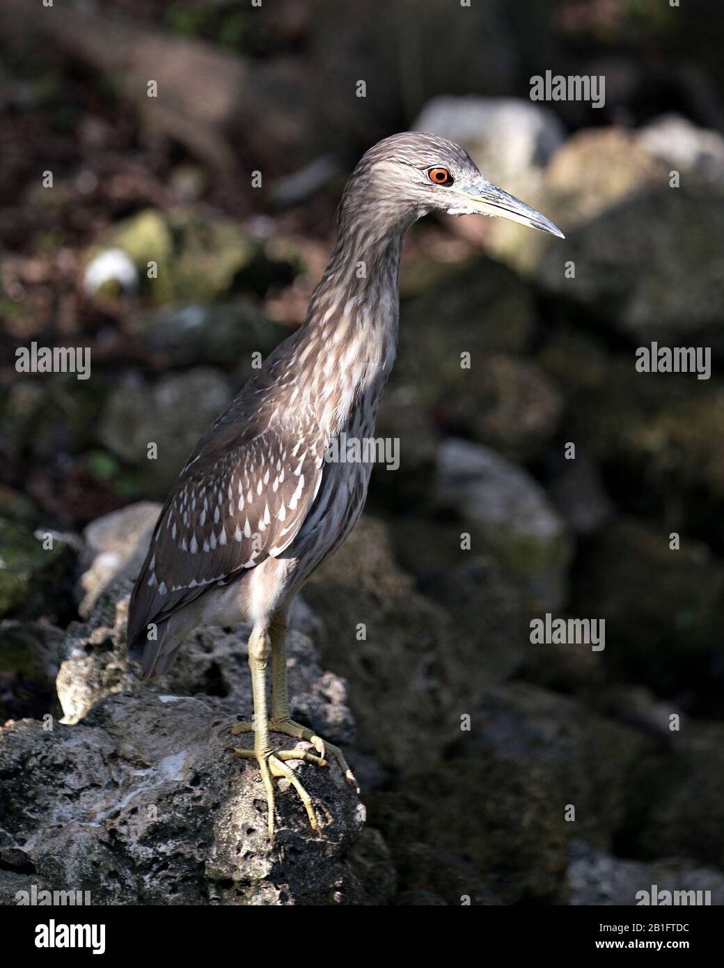 Schwarz-bekrönte Nachtheron Jugendvogel-Nahaufnahme-Profilansicht in Umgebung und Umgebung. Stockfoto