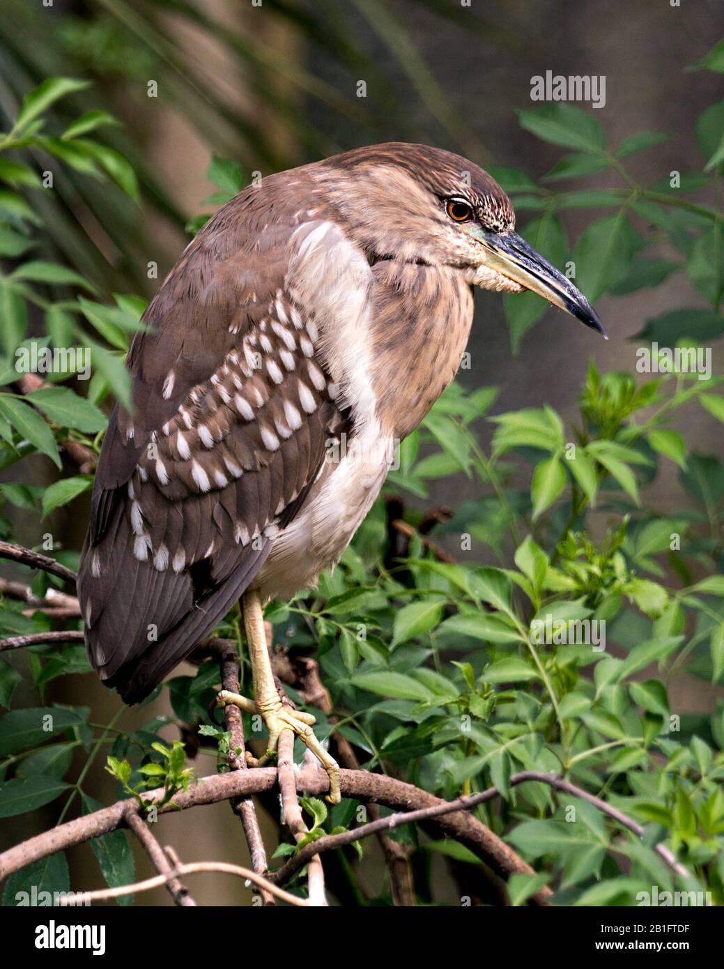 Schwarz-bekrönte Nachtheron Jugendvogel-Nahaufnahme-Profilansicht in Umgebung und Umgebung. Stockfoto