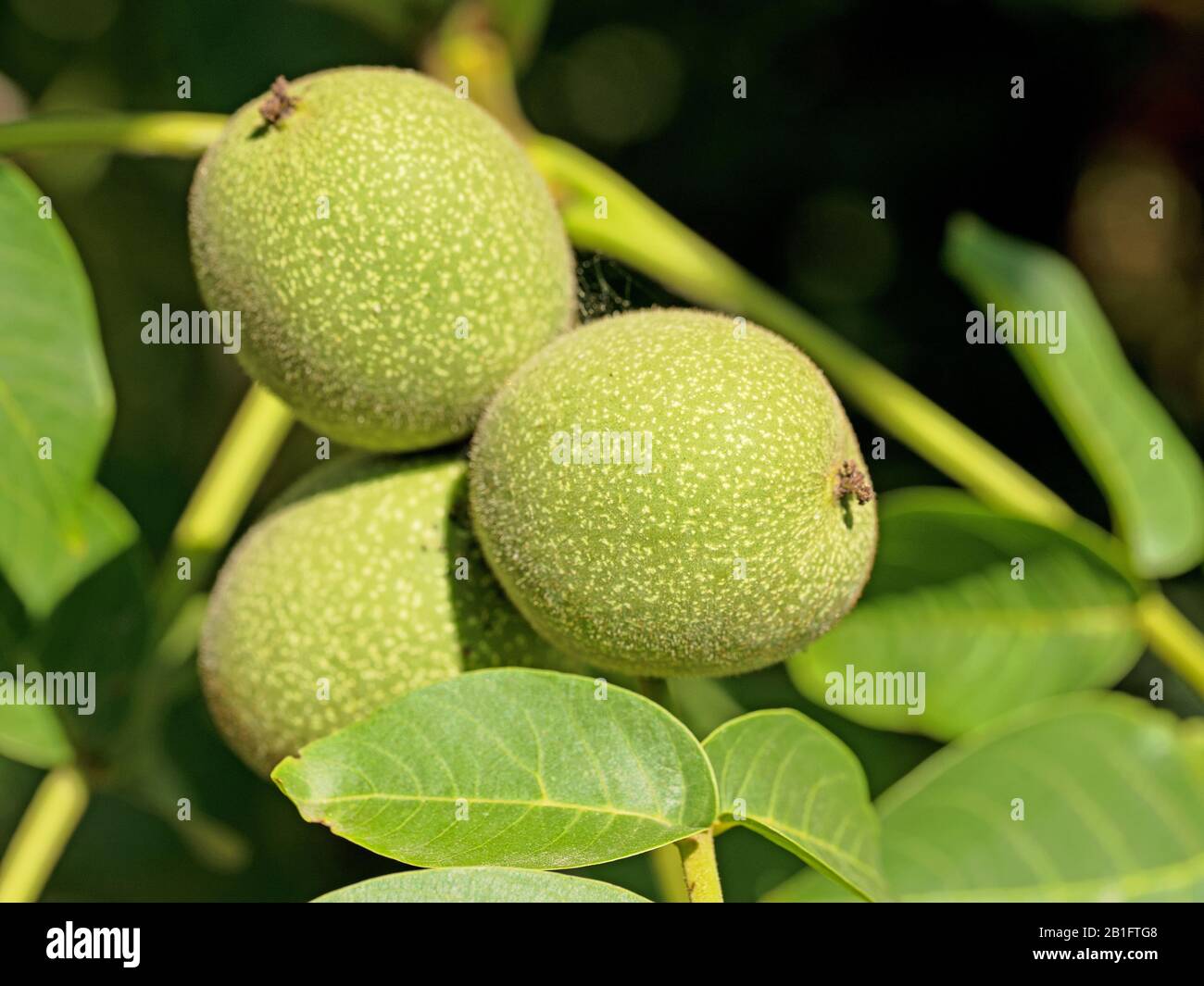 Walnüsse immer noch auf dem Baum unreifen Stockfoto