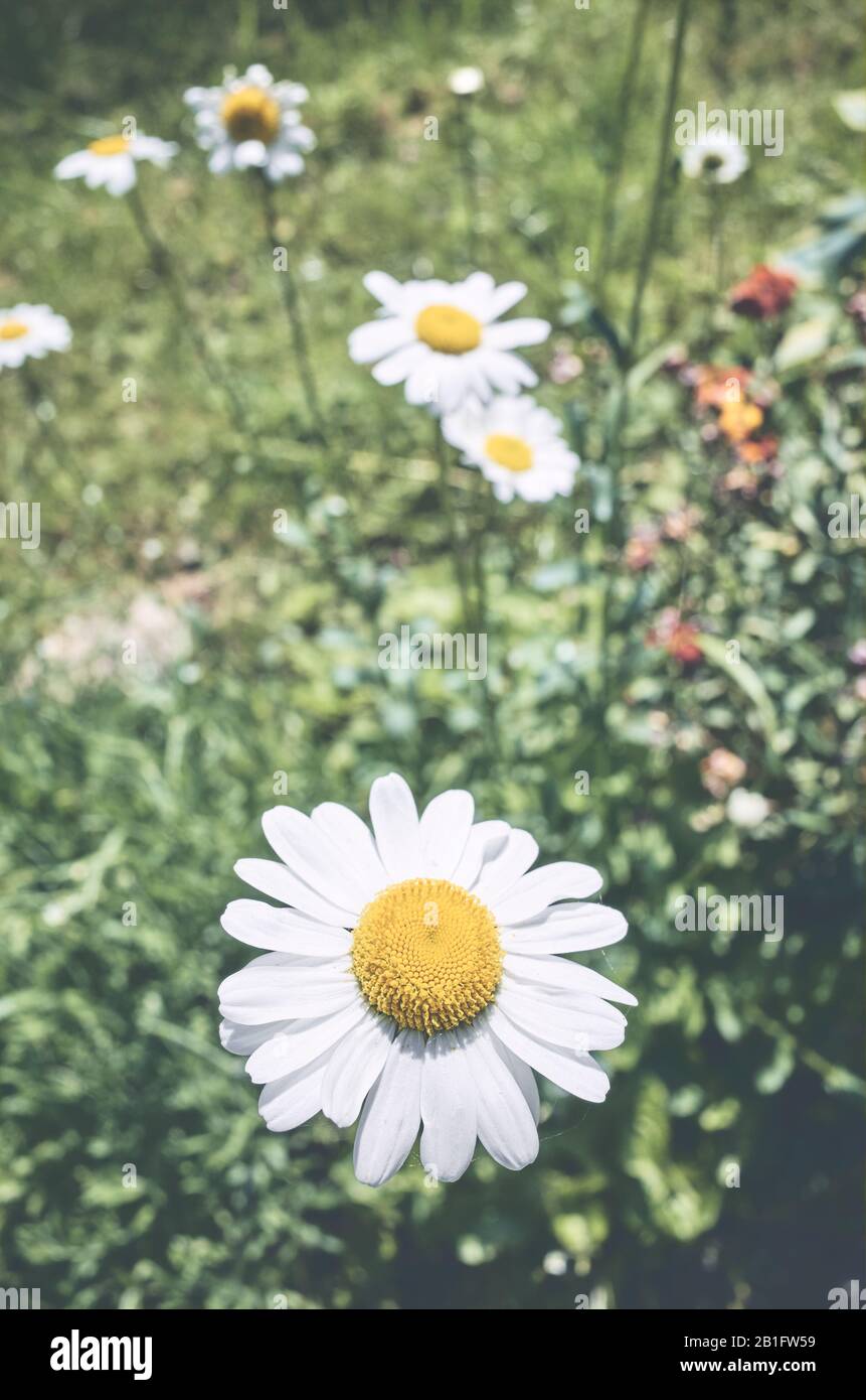 Nahaufnahme von Kamille, selektivem Fokus, angewendeten Farbtonungen. Stockfoto