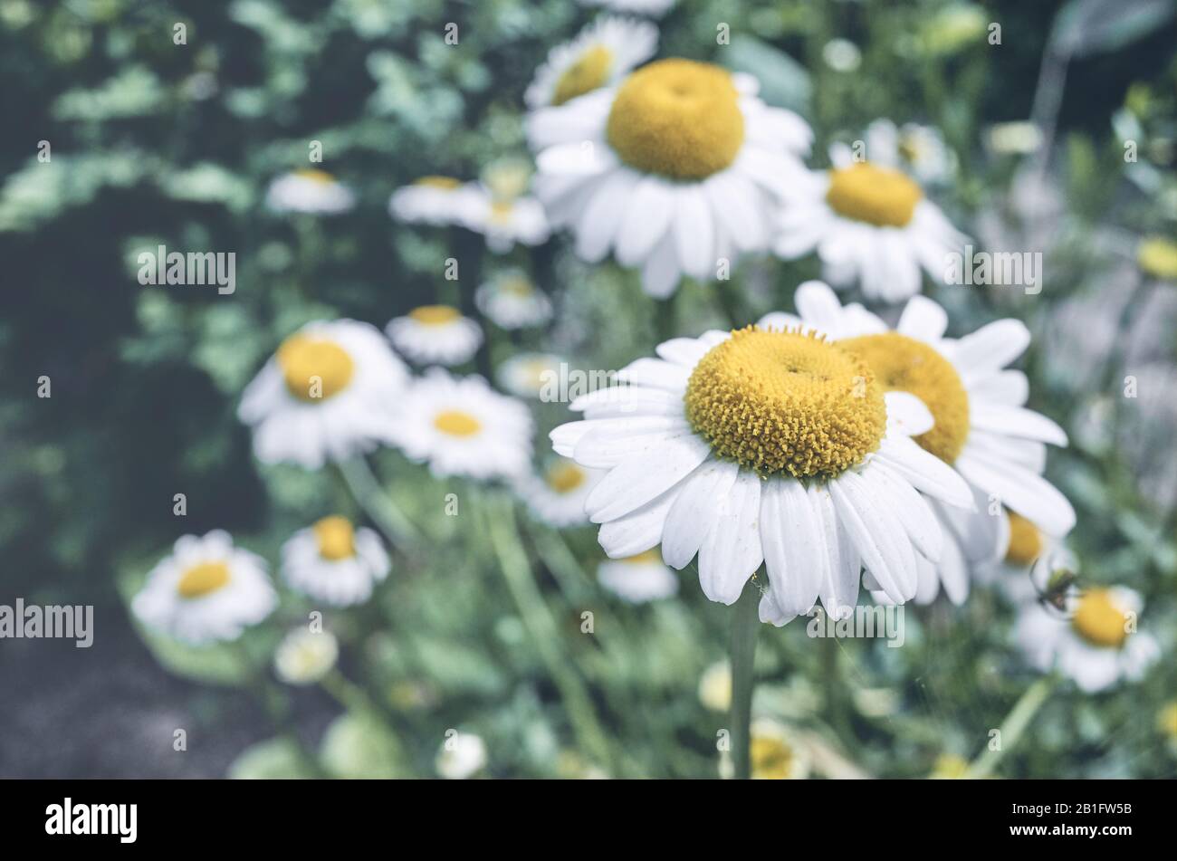 Nahaufnahme der Kamille im Garten, selektiver Fokus, Farbtonierung angewendet. Stockfoto