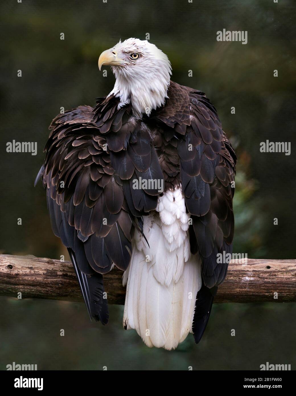 Kahler Adler-Vogel thront auf einem Zweig mit Bokeh-Hintergrund und blickt nach links mit ausgebreiteten Flügeln in seiner Umgebung und Umgebung. Stockfoto
