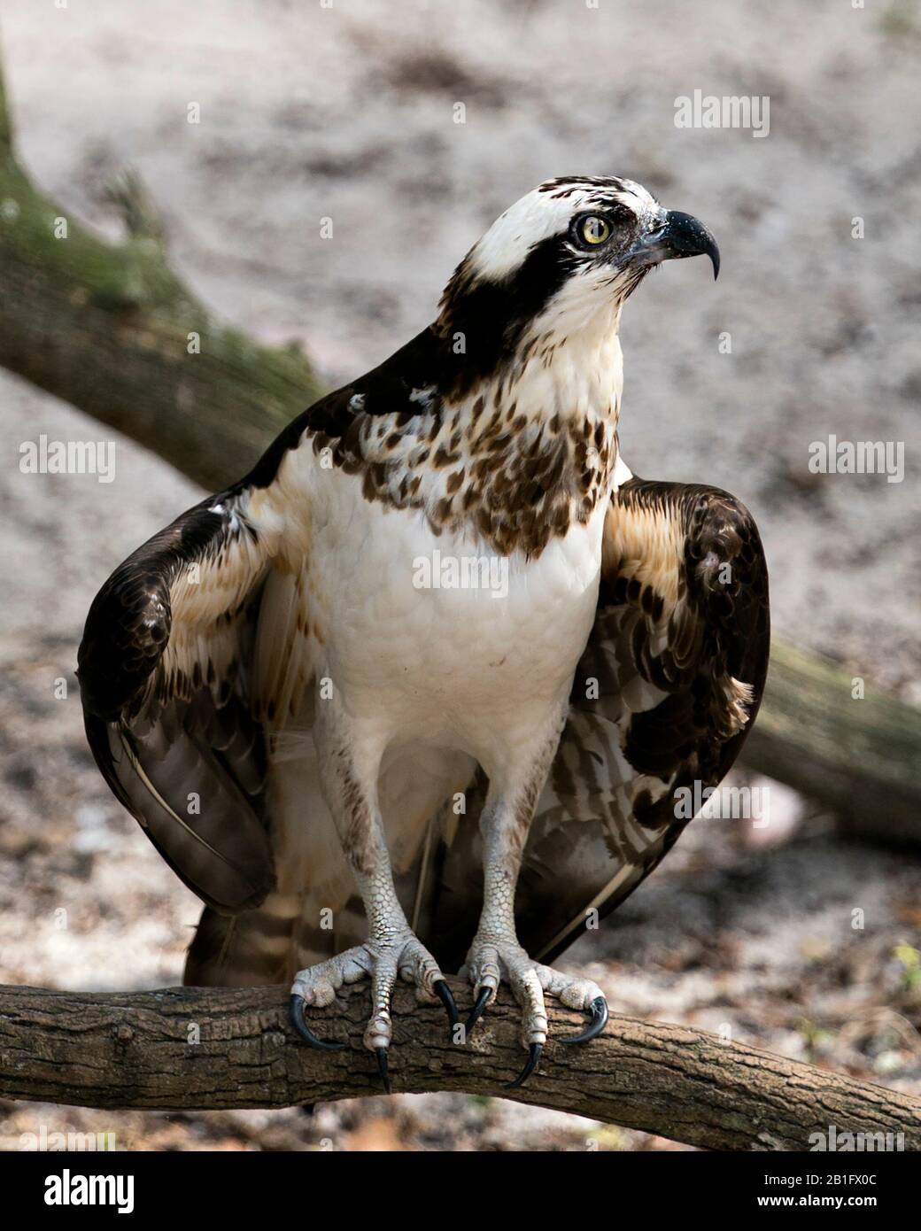 Osprey Vogelperspektive in Nahaufnahme auf einer Filiale mit Blick nach rechts und in der Umgebung. Stockfoto