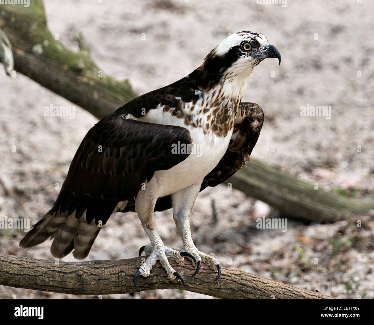 Osprey Vogelperspektive mit Blick nach rechts, mit flauschigen Flügeln, die seine Umgebung und Umgebung genießen. Stockfoto