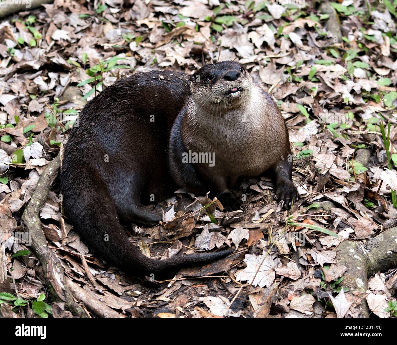 Bild der otterwissenschaft Fotos und Bildmaterial in hoher Auflösung