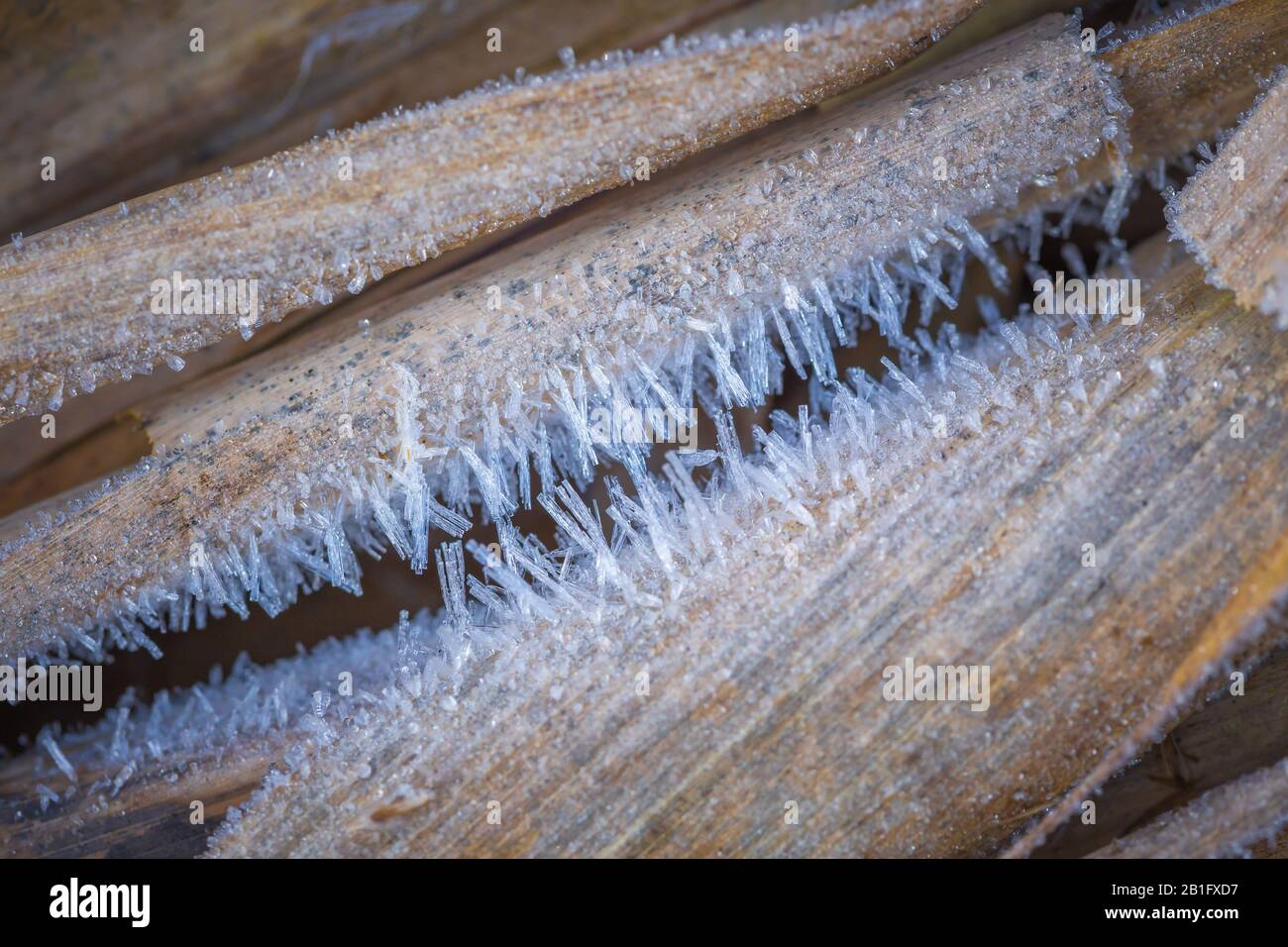 Texturhintergrund, Muster. Eiskristalle sind auf den Grashalmen detailliert. Anlagerung von kleinen weißen Eiskristallen, die sich auf dem Boden oder anderen Oberflächen bilden Stockfoto