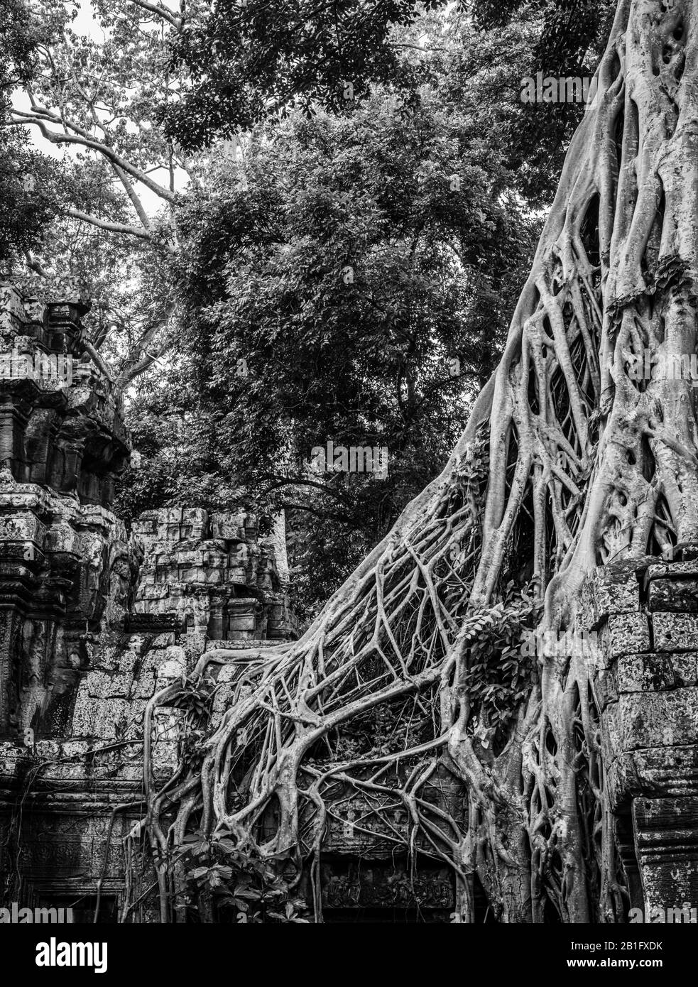 Bild des Ta Prohm Tempels, des photogenen Tempels im Archäologischen Park Angkor Wat, Siem Reap, Kambodscha. Stockfoto