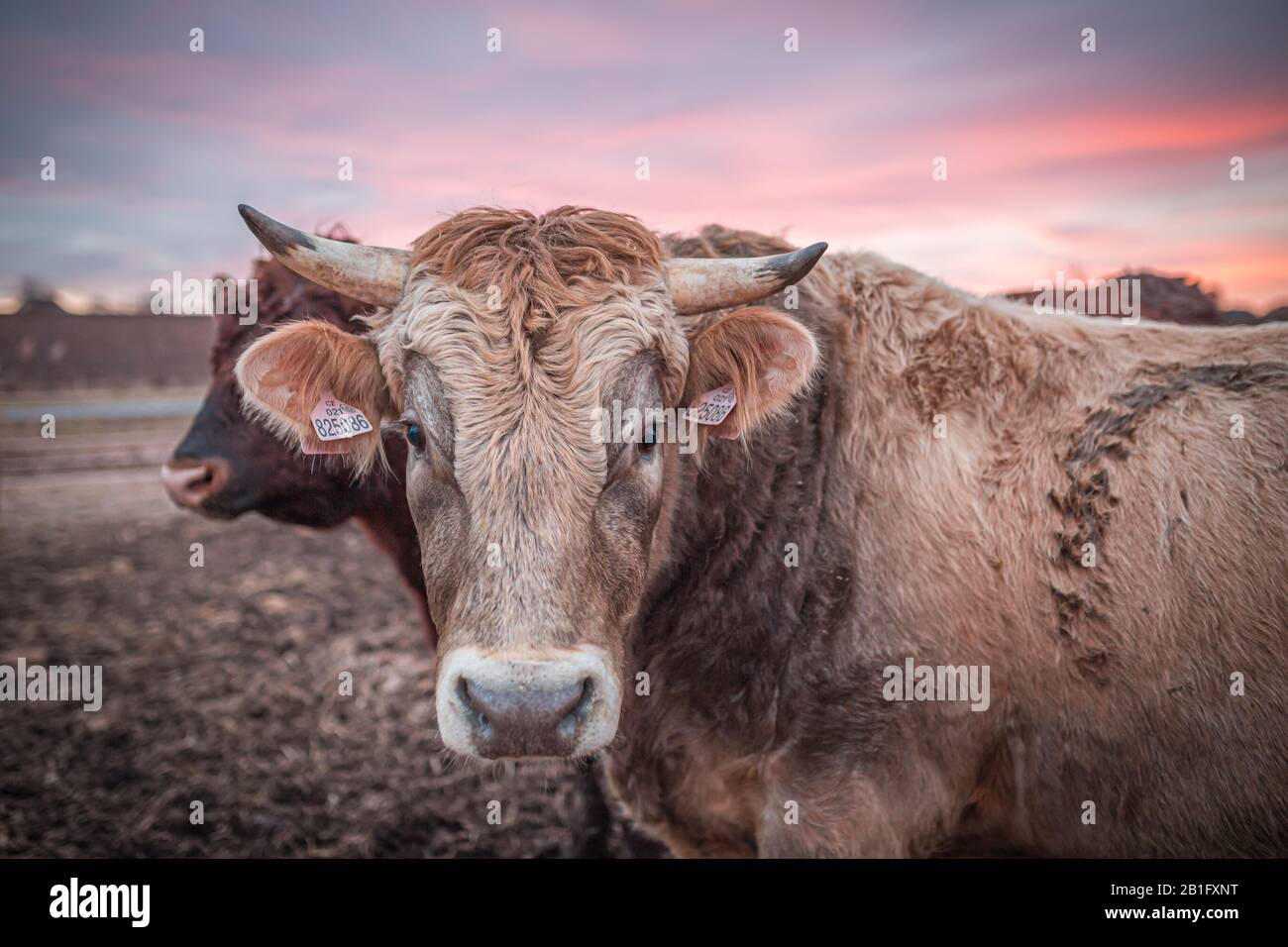 Fröhliche Kuh oder ein Stier auf einer schlammigen Wiese bei Sonnenuntergang im Winter. Nahaufnahme des Kuhkopfes. Stockfoto