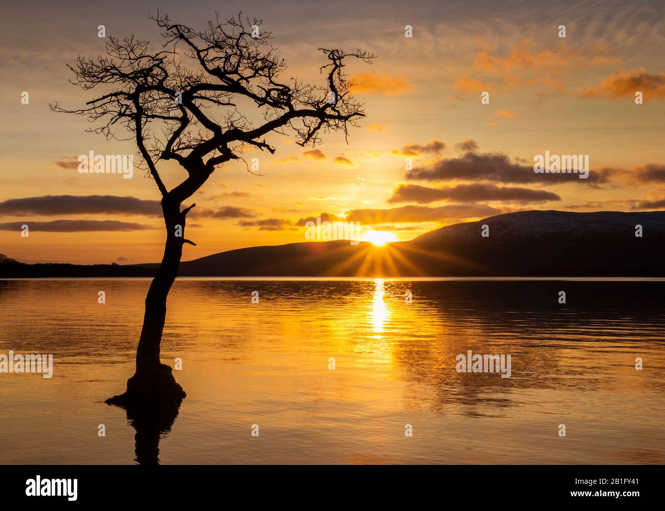 Loch Lomond Sonnenuntergang ein einsamer Baum in Milarrochy Bay Loch Lomond und der Trossachs Nationalpark in der Nähe von Balmaha Stirling Schottland GB Europa Stockfoto