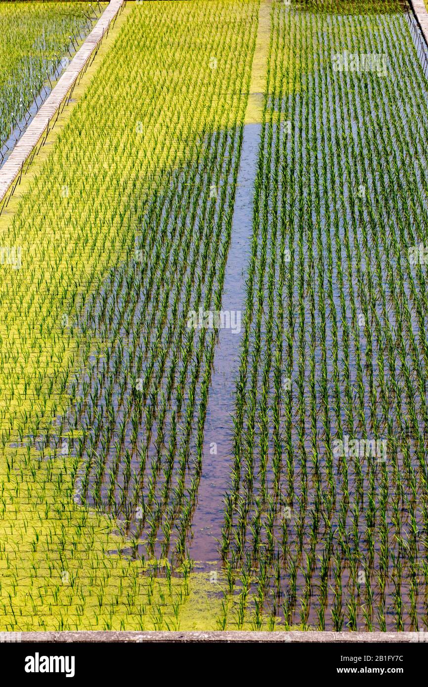 Draufsicht auf gerade Reihen grüner asiatischer Reisfelder. Natürlicher Hintergrund Stockfoto