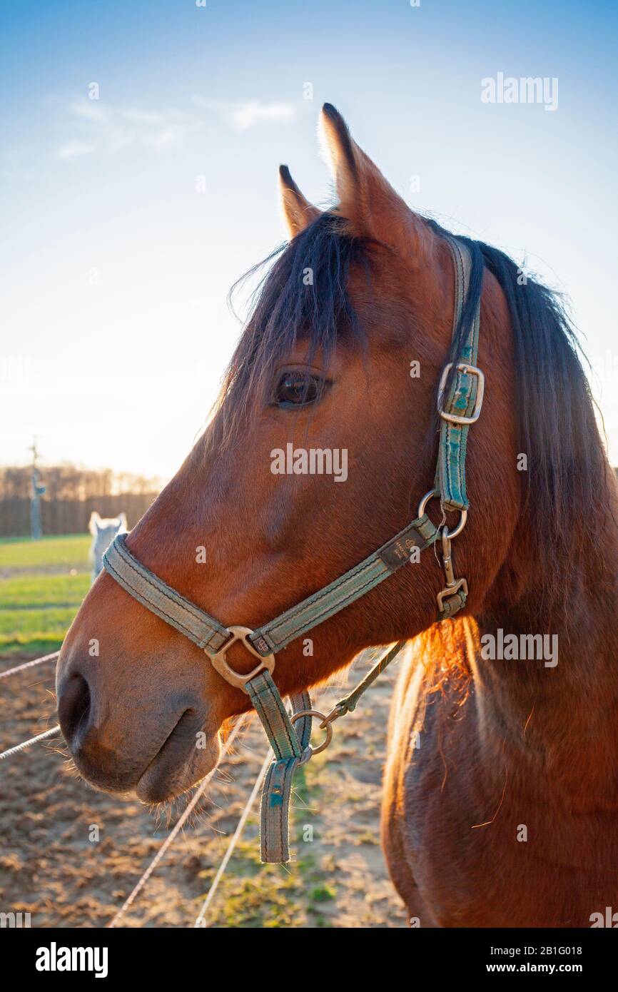 Luxemburg, Septfontaines, Reitstall Simmerdéckt, Pferd in örtlichen Ställen Stockfoto