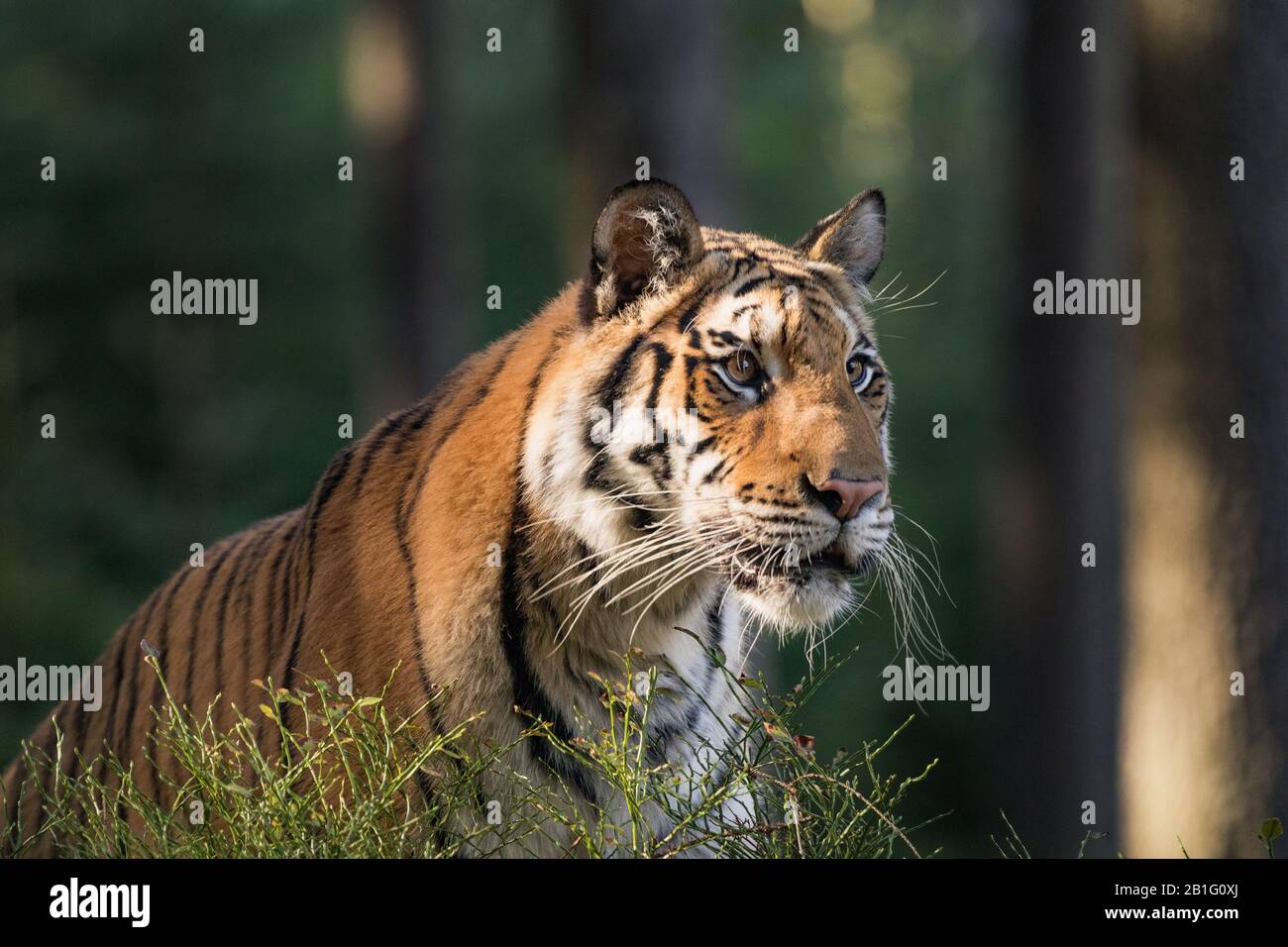 Tiger portrait. Tiger in tajga im Sommer. Tiger in freier Wildbahn Sommer Natur. Aktion Wildnis Szene, Gefahr Tier.. Schöne sibirische Tiger in tajga, Stockfoto