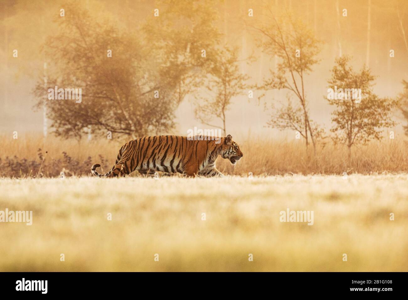 Großes Tiger-Männchen im Naturlebensraum. Tiger spazieren während der goldenen Lichtzeit. Tiger läuft hinter der Beute. Jagen Sie die Beute im Sommer in Tajga Stockfoto