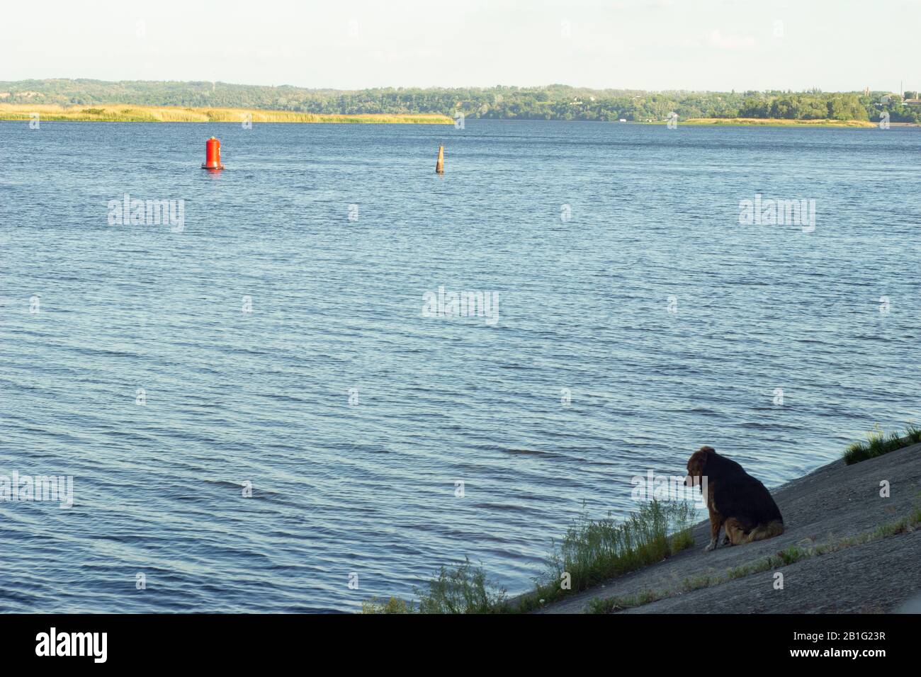 Ein einsamer Mongrelhund wartet auf einen Meister und schaut auf das Wasser. Konzept - Einsamkeit, Hingabe, Hoffnung auf eine bessere Zukunft oder erinnern an die Vergangenheit Stockfoto