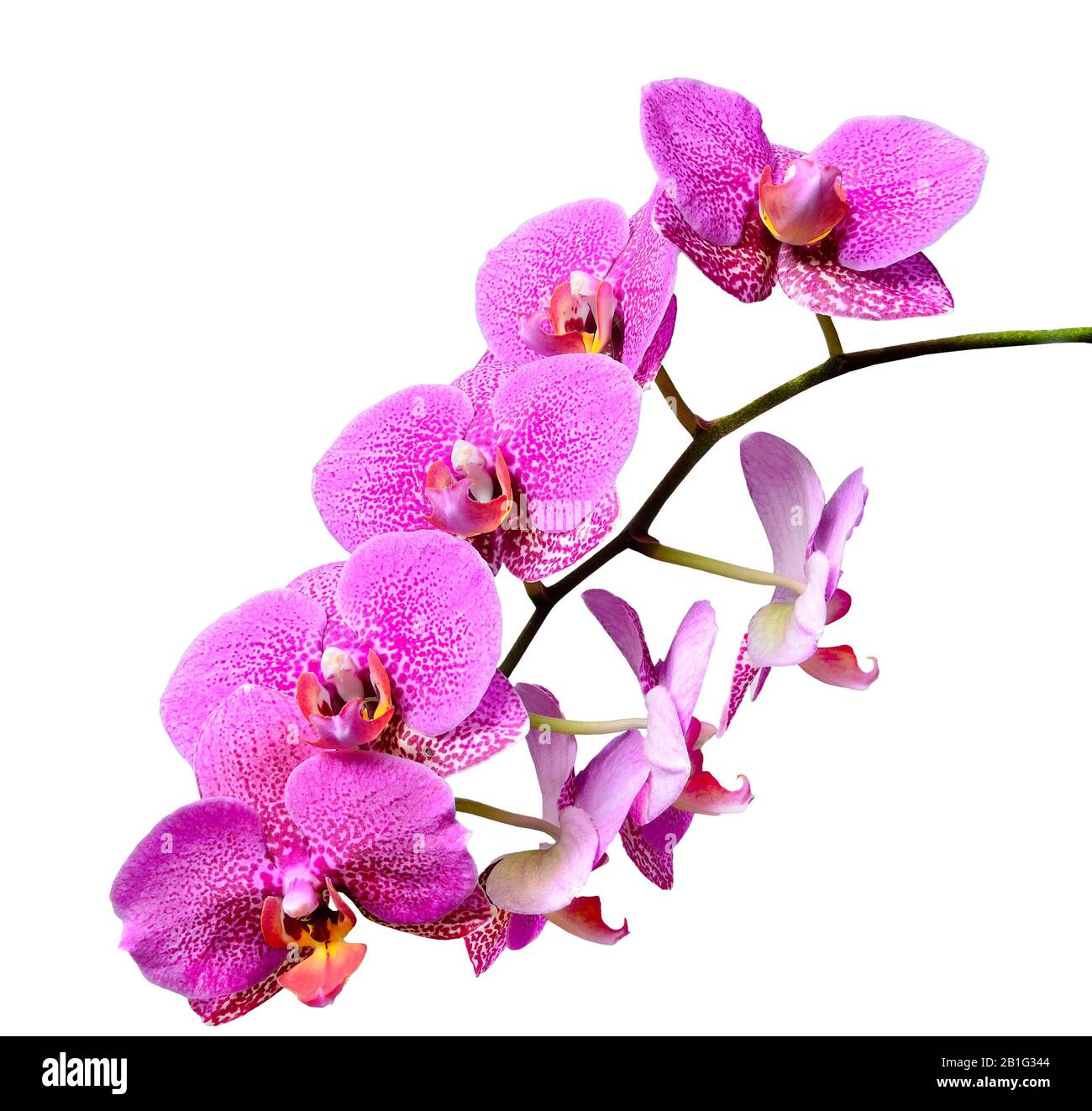 Ast von mauve pink zierlichen eleganten tropischen Blumen Orchideen oder Phaleonopsis schließen isoliert auf weißem Hintergrund Stockfoto