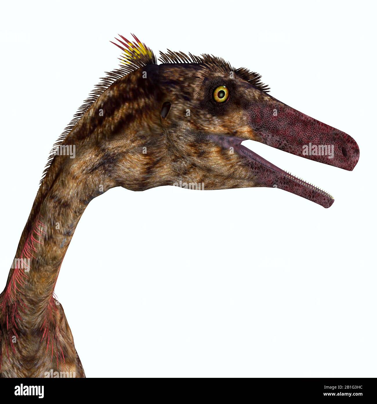 Troodontide Exemplare Stockfotos und bilder Kaufen Alamy