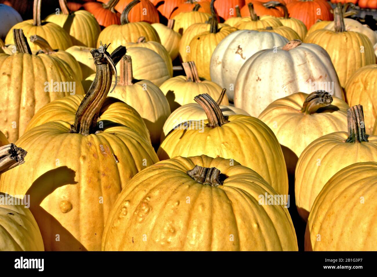 Eine Ernte gelber Kürbisse mit zwei weißen Kürbissen Stockfoto