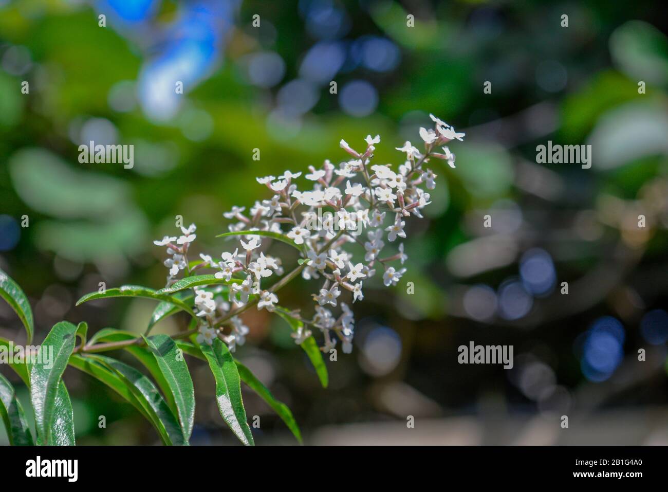 Unas flores del jardín Stockfoto