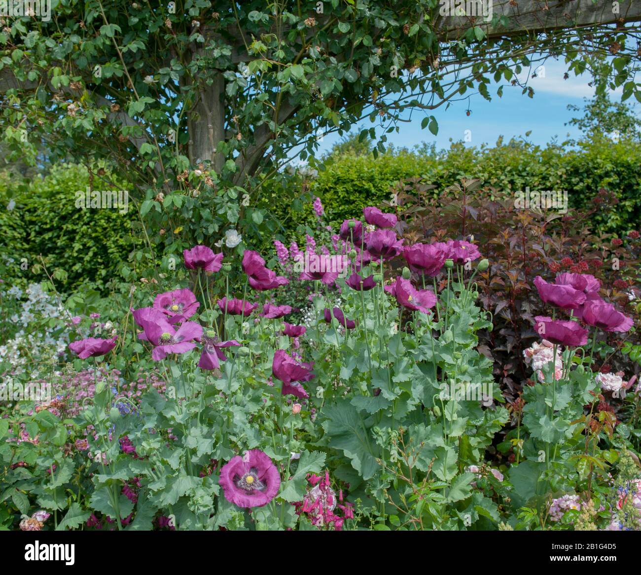 Sommer Blühende Purple Opium Poppies (Papaver somniferum 'Dark Plum') in einem Country Cottage Garden im ländlichen Devon, England, Großbritannien Stockfoto