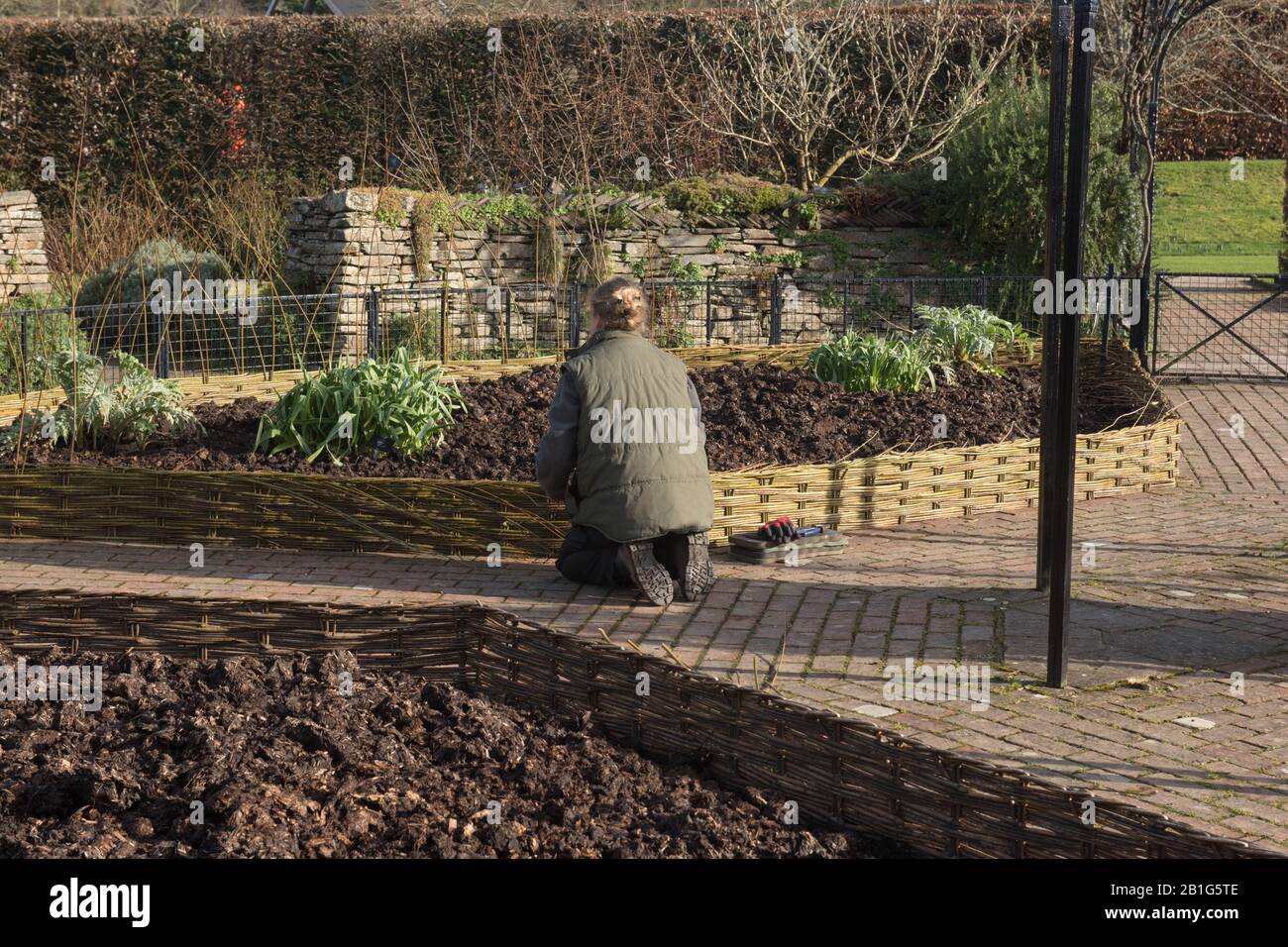 Weibliche Willow Weaver, Die An einer Hand Arbeitete, Machte Einen Niedrigen Hürdenzaun in einem Gemüsegarten im ländlichen Devon, England, Großbritannien Stockfoto