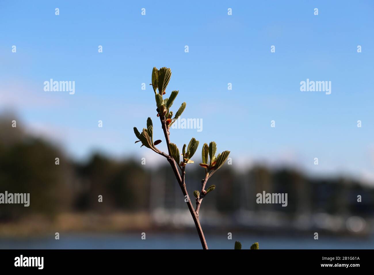 Viele Baumzweige mit kleinen Blättern. Fotografiert in Finnland an einem sonnigen Frühlingstag. Im Hintergrund sieht man blauen Himmel mit einigen Wolken. Stockfoto