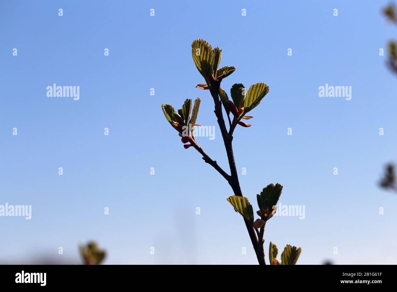 Viele Baumzweige mit kleinen Blättern. Fotografiert in Finnland an einem sonnigen Frühlingstag. Im Hintergrund sieht man blauen Himmel mit einigen Wolken. Stockfoto